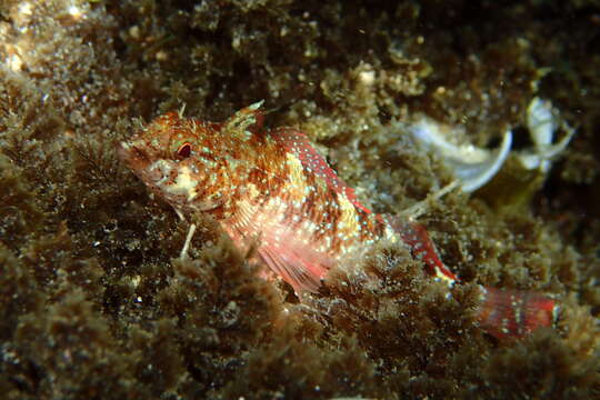 Image of Red-black triplefin