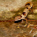 Image of Northern Sri Lanka Gecko
