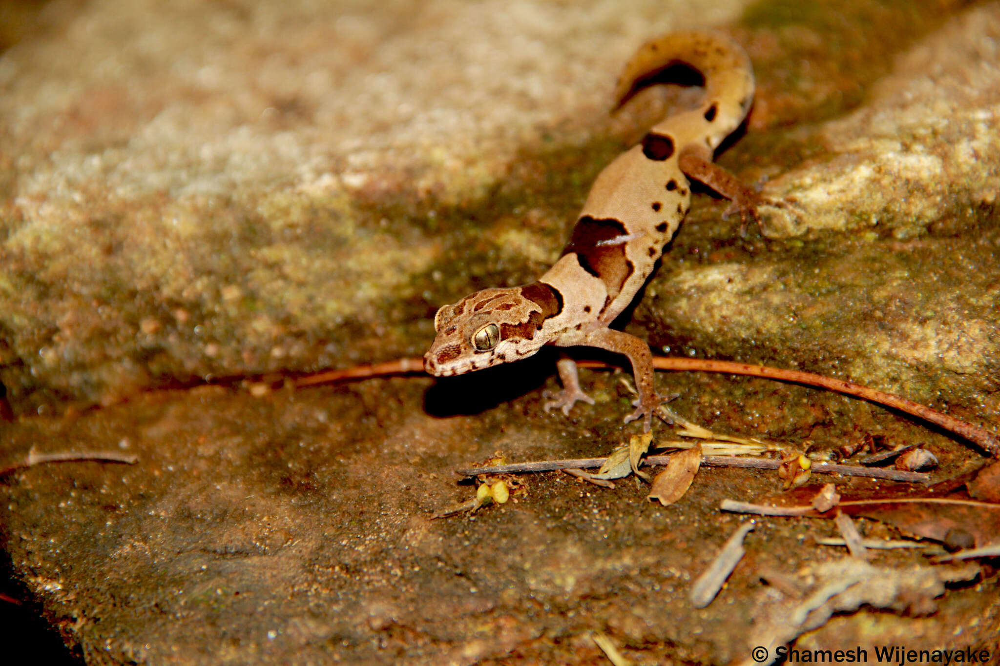 Image of Northern Sri Lanka Gecko