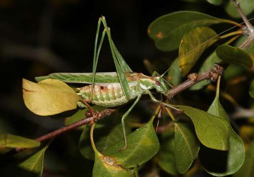 Image of Gemmate Bush Katydid