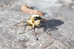 Image of Botfly