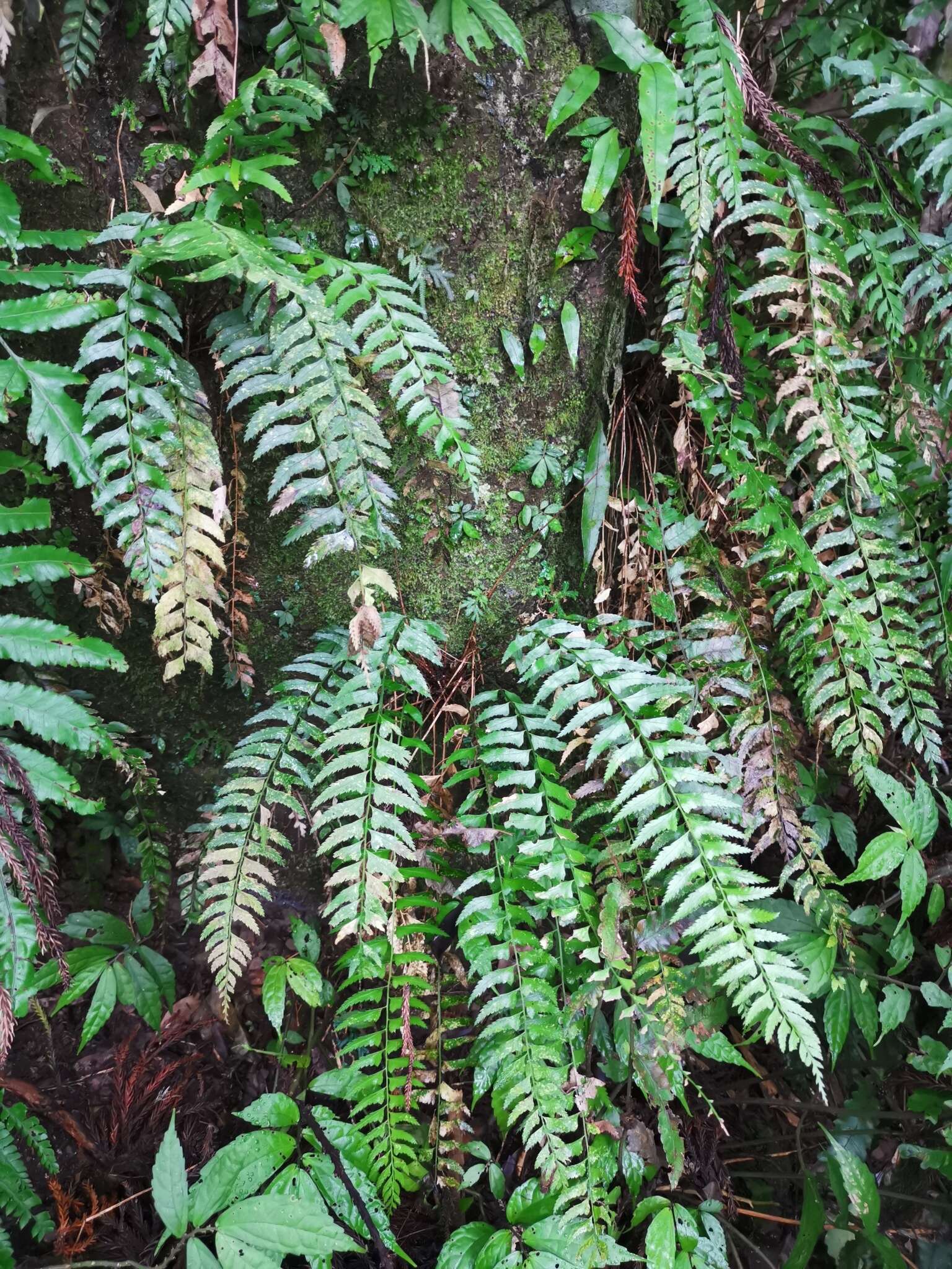 Polystichum formosanum Rosenst. resmi