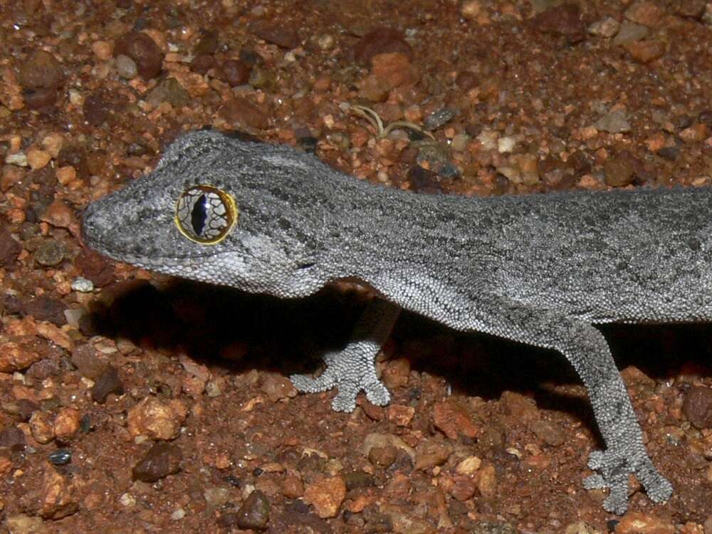 Image of Strophurus strophurus (Duméril & Bibron 1836)