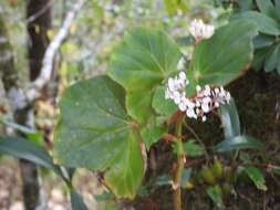 Image of Begonia pinetorum A. DC.