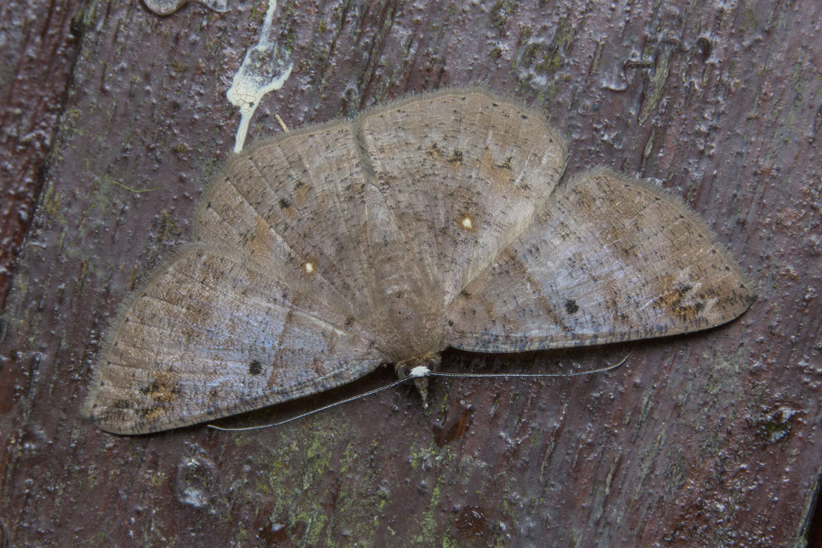 Plancia ëd Petelia delostigma Prout 1932