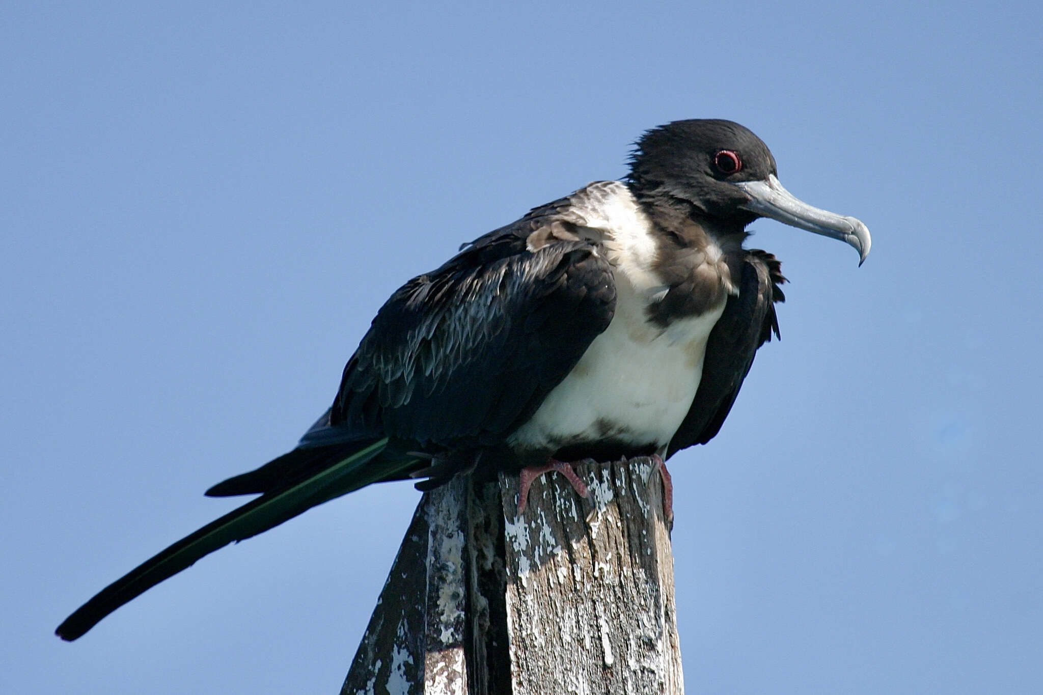 Image of Lesser Frigatebird