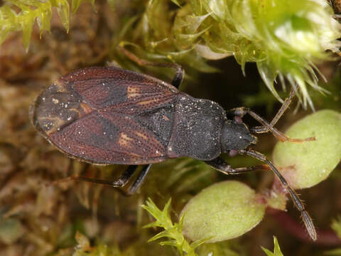 Image of Drymus (Sylvadrymus) brunneus (Sahlberg & R. F. 1848)