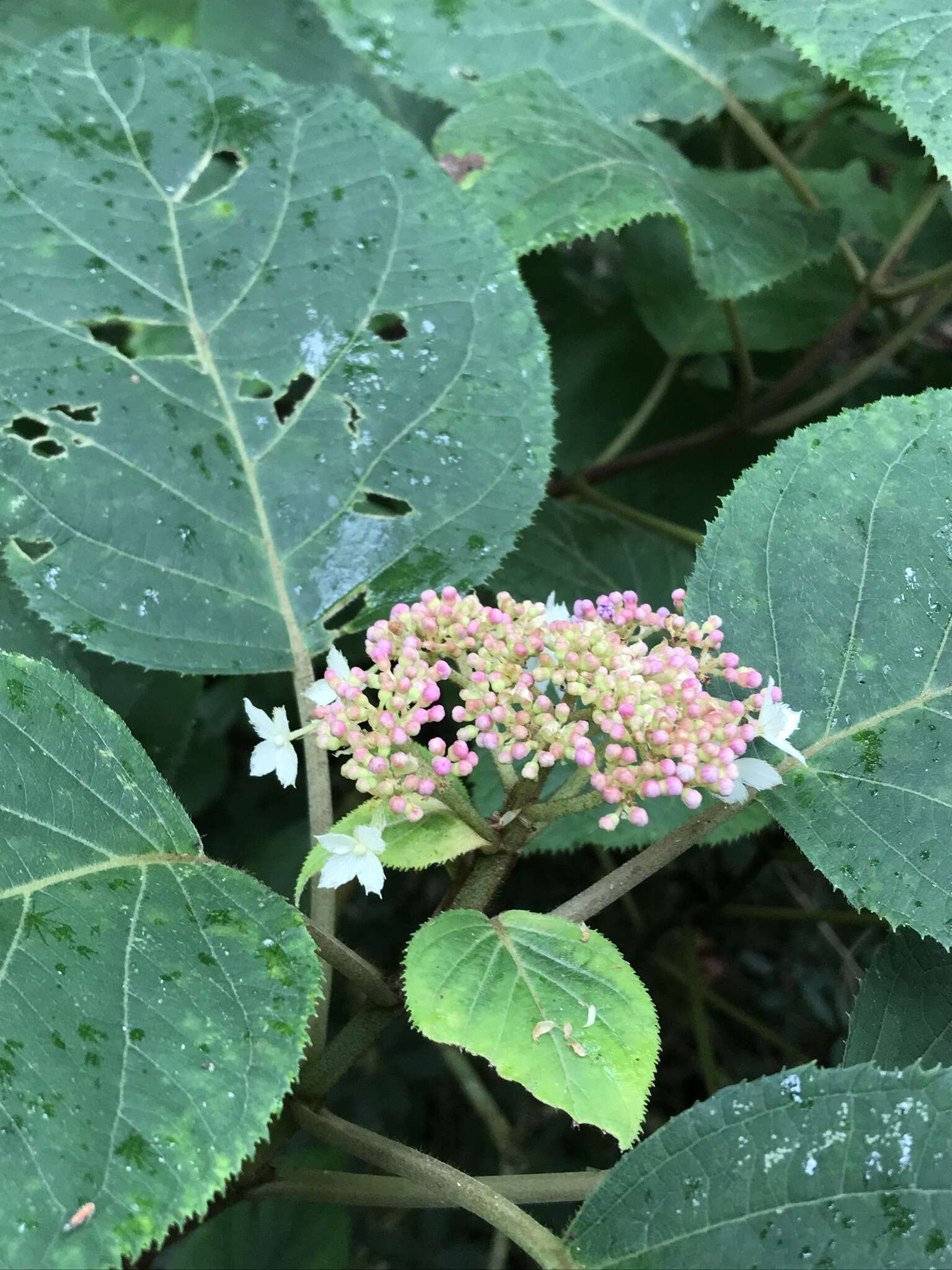 Sivun Hydrangea aspera Buch.-Ham. ex D. Don kuva