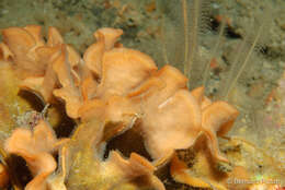 Image of potato crisp bryozoan