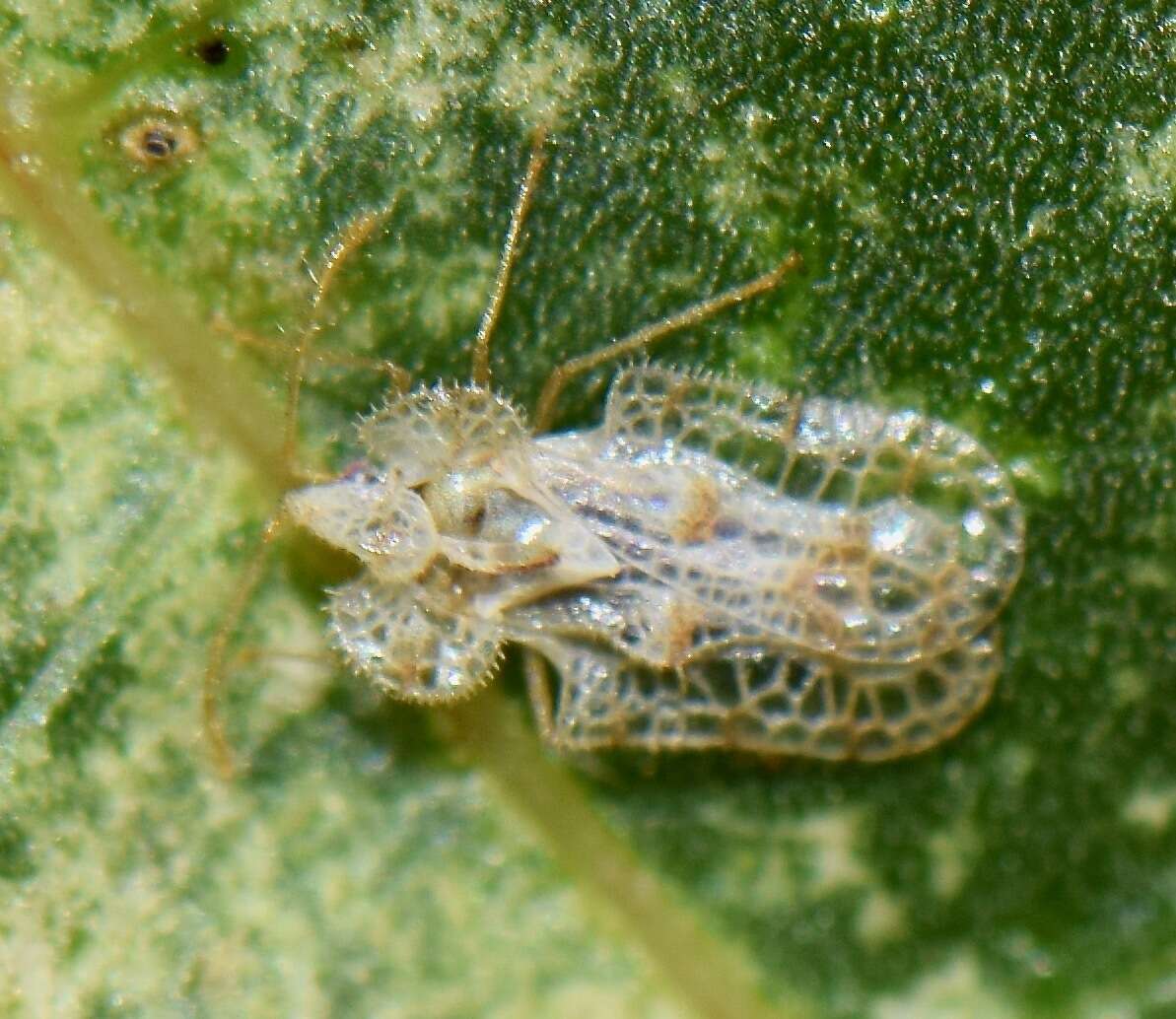 Image of Cotton lace bug