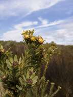 Image of Leucadendron remotum I. Williams