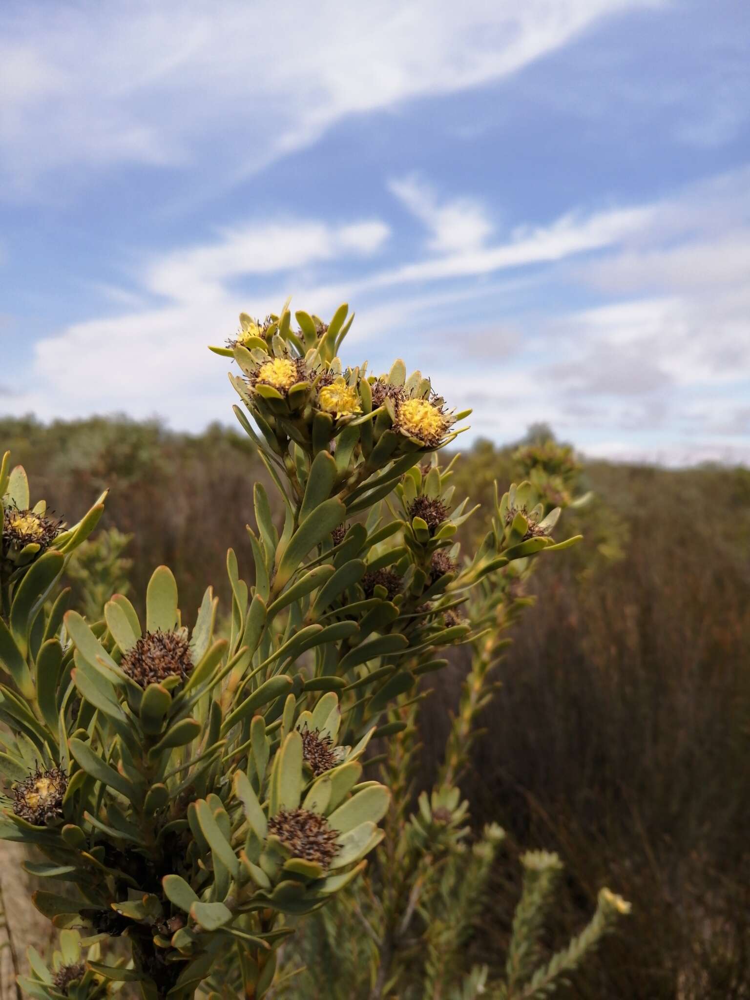 Image of Leucadendron remotum I. Williams