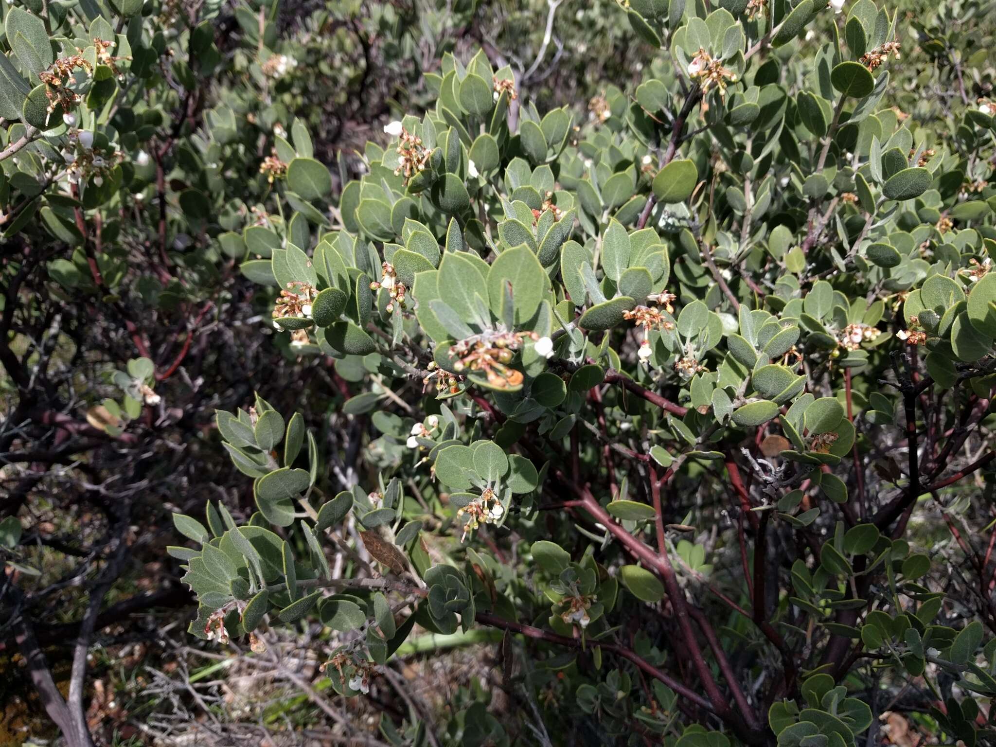 Слика од Arctostaphylos hookeri subsp. montana (Eastw.) P. V. Wells