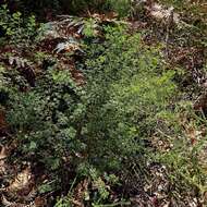 Image of Cyanothamnus anemonifolius subsp. variabilis