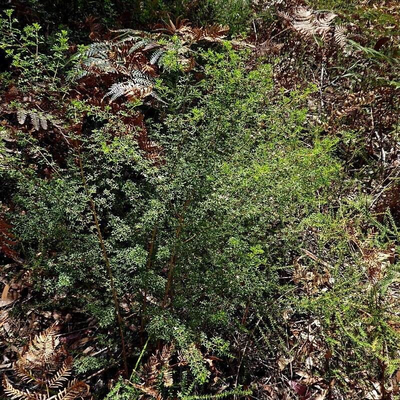 Image de Cyanothamnus anemonifolius subsp. variabilis