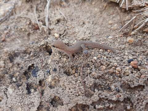 Image of Cradock Thick-toed Gecko