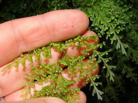 Image of Hymenophyllum demissum (G. Forst.) Sw.