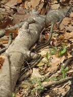 Image of Thamnophis sirtalis sirtalis (Linnaeus 1758)