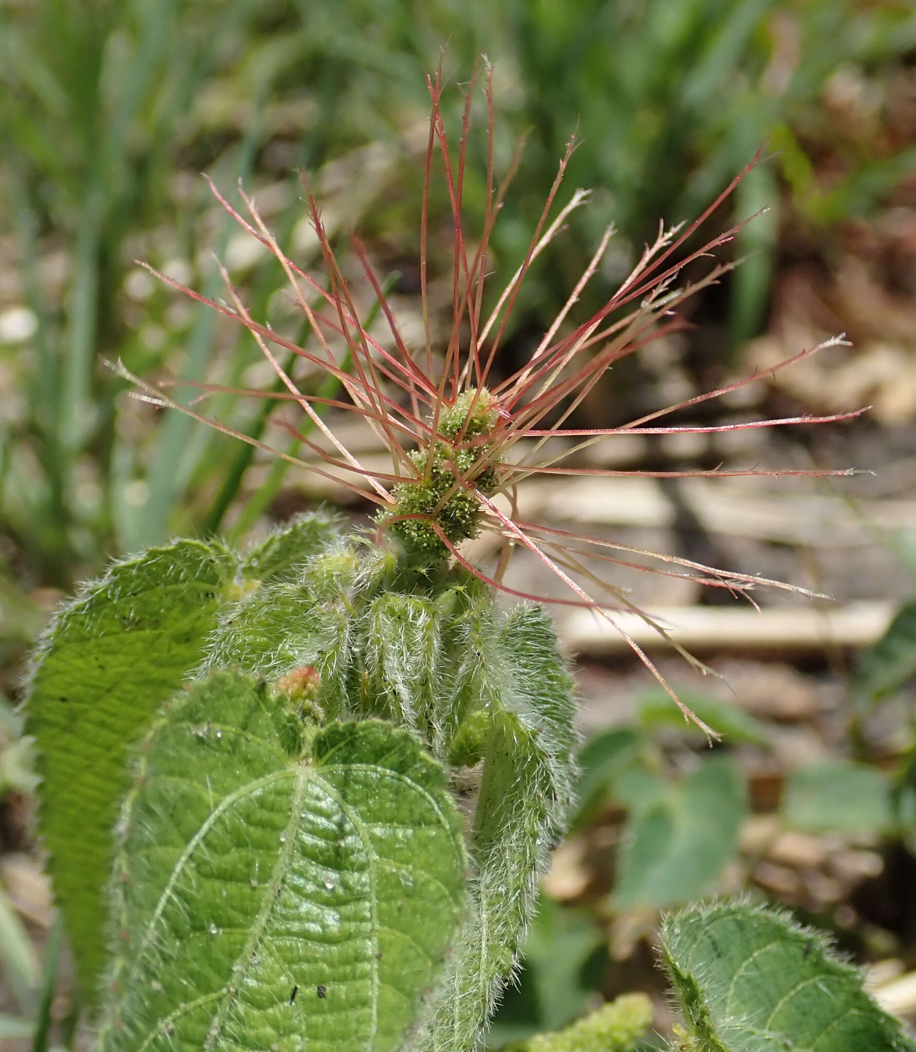 Image of Heart-leaved Brooms and Brushes