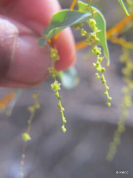 Dioscorea nako H. Perrier resmi