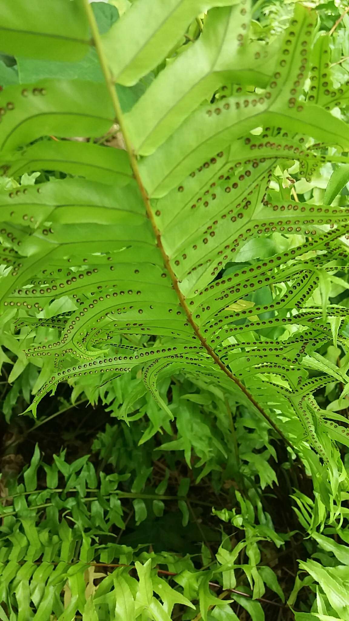 Image of Fish-Tail Sword Fern