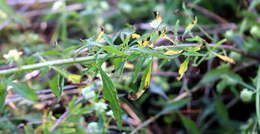 Image of clustered bushmint