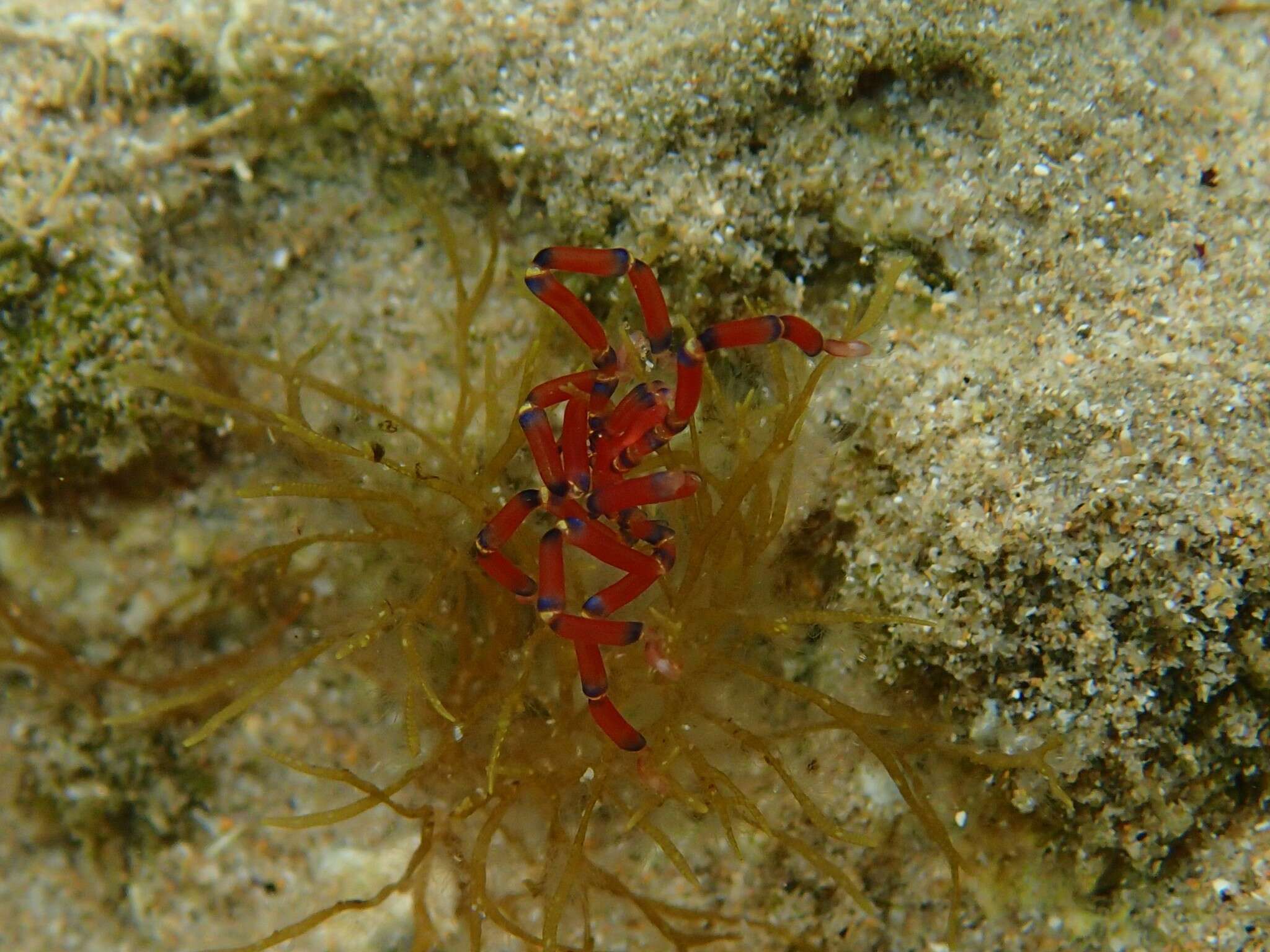 Image of Anoplodactylus evansi Clark 1963