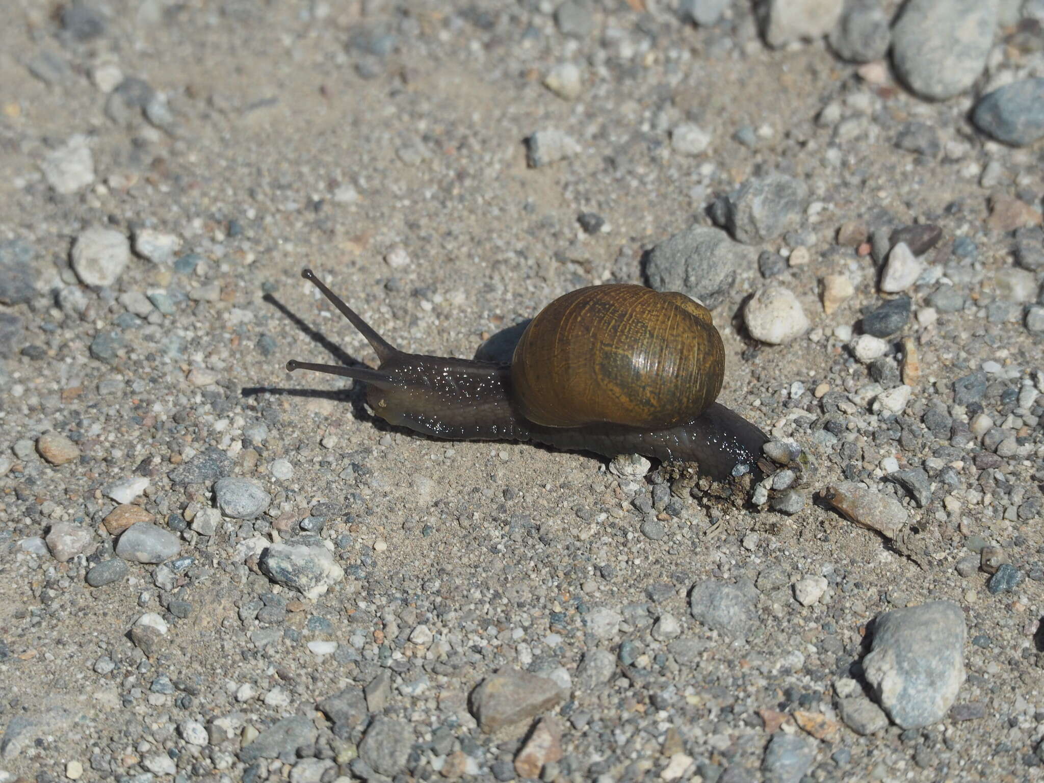 Image of Green Garden Snail