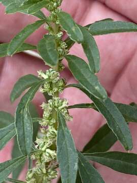 Imagem de Amaranthus obcordatus (Gray) Standl.