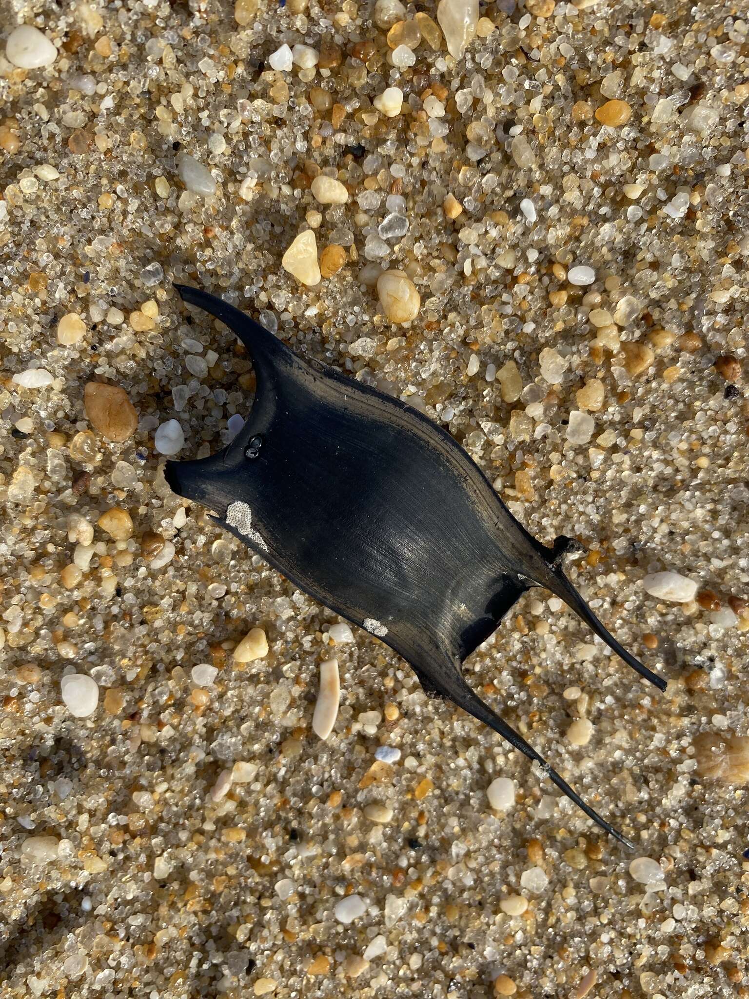 Image of Rosette Skate