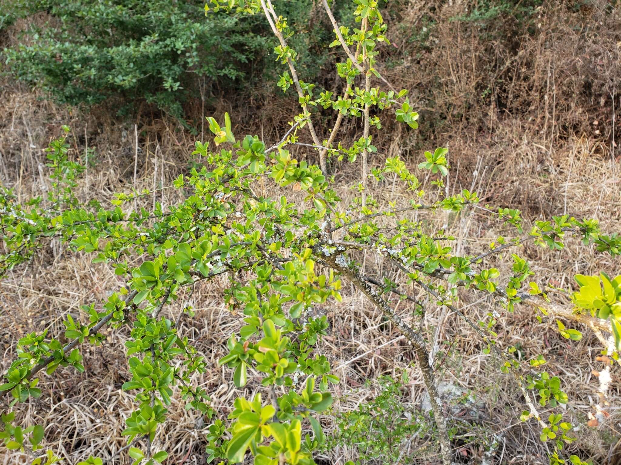 Image of Condalia velutina I. M. Johnst.