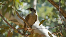 Image of Silver-crowned Friarbird