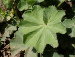 Image of Alchemilla vulgaris L.