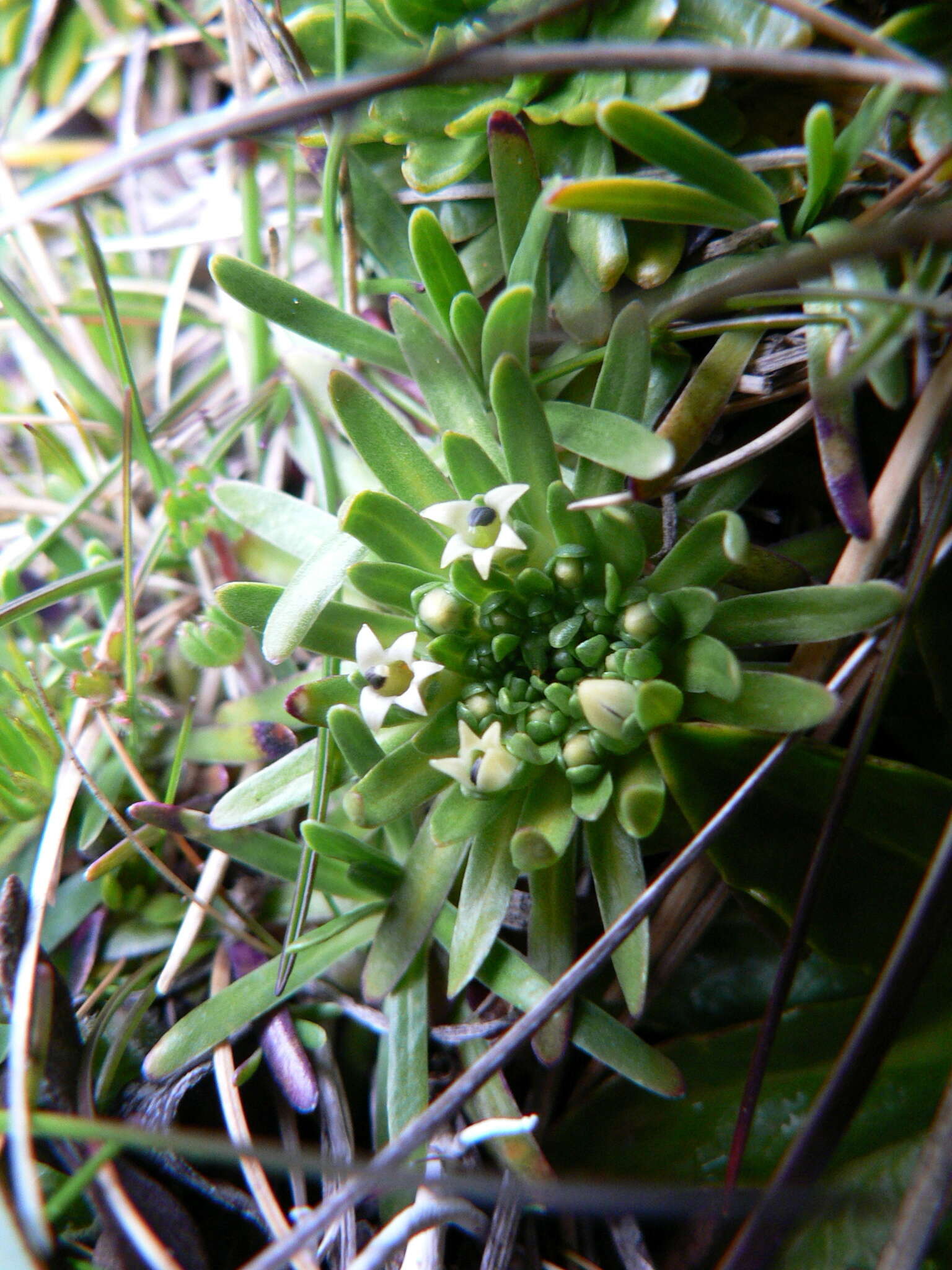 Image of Lysipomia acaulis Kunth