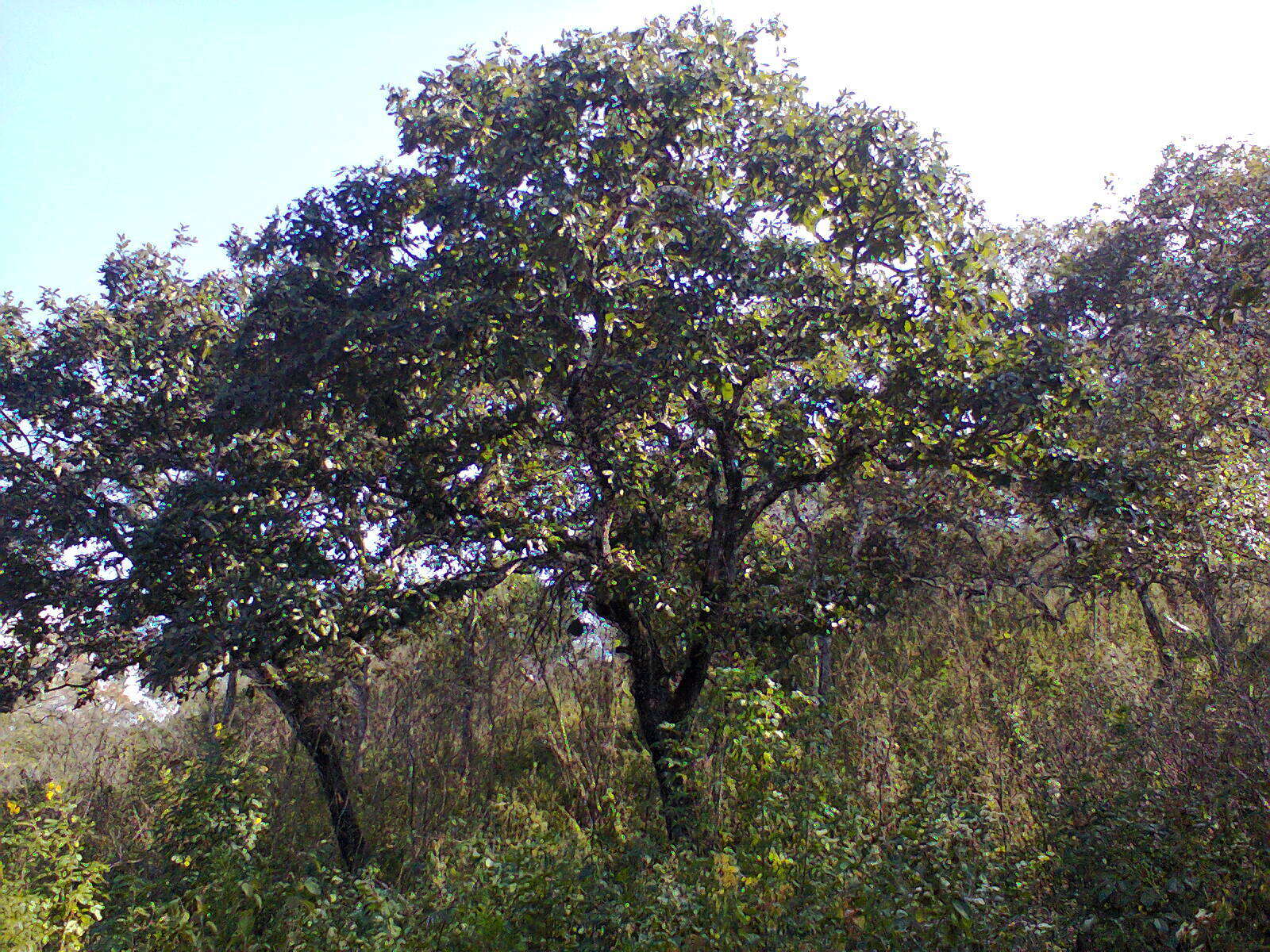 صورة Quercus peduncularis Née