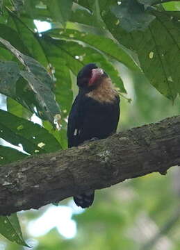 Image of Corydon sumatranus sumatranus (Raffles 1822)