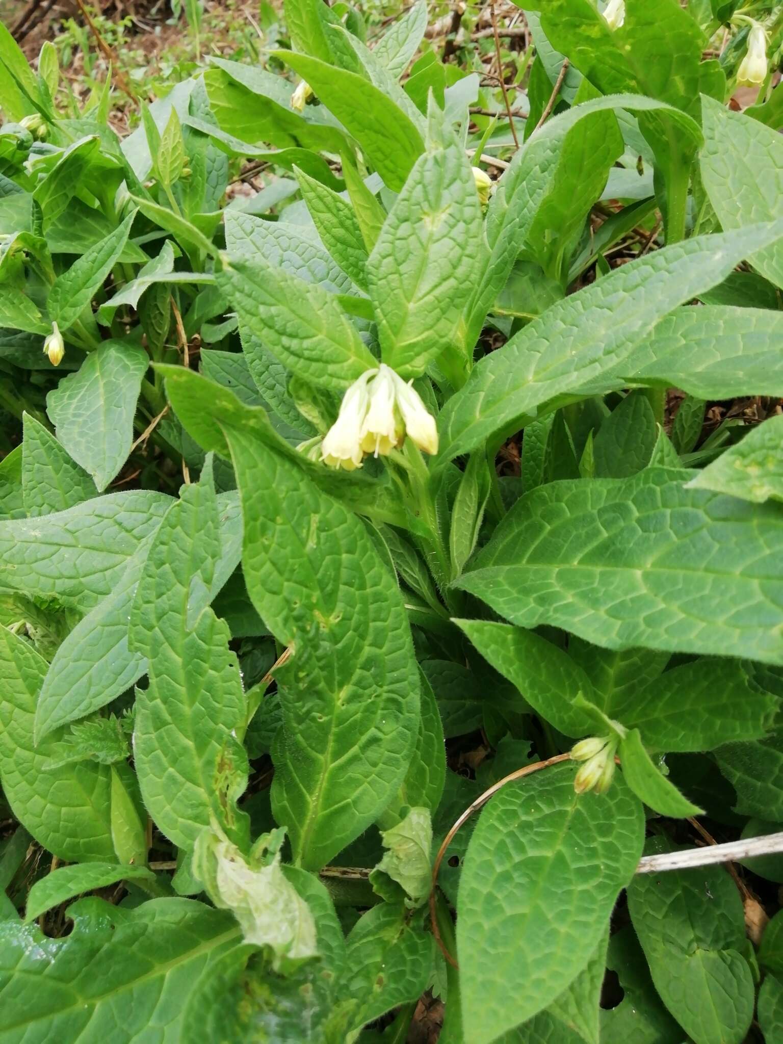 Слика од Symphytum tuberosum L.