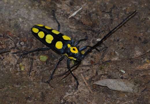 Image of Batocera saundersii (Pascoe 1866)