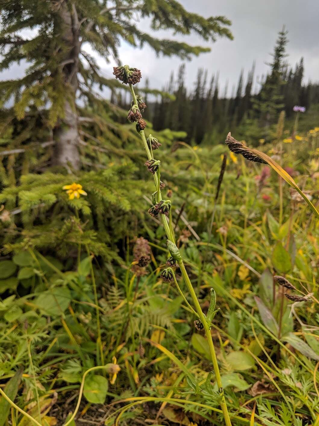 Image of Boreal Sagebrush