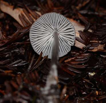 Imagem de Mycena leptocephala (Pers.) Gillet 1876