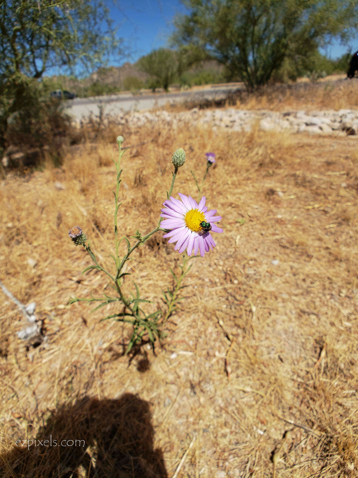 Imagem de Dieteria asteroides Torr.