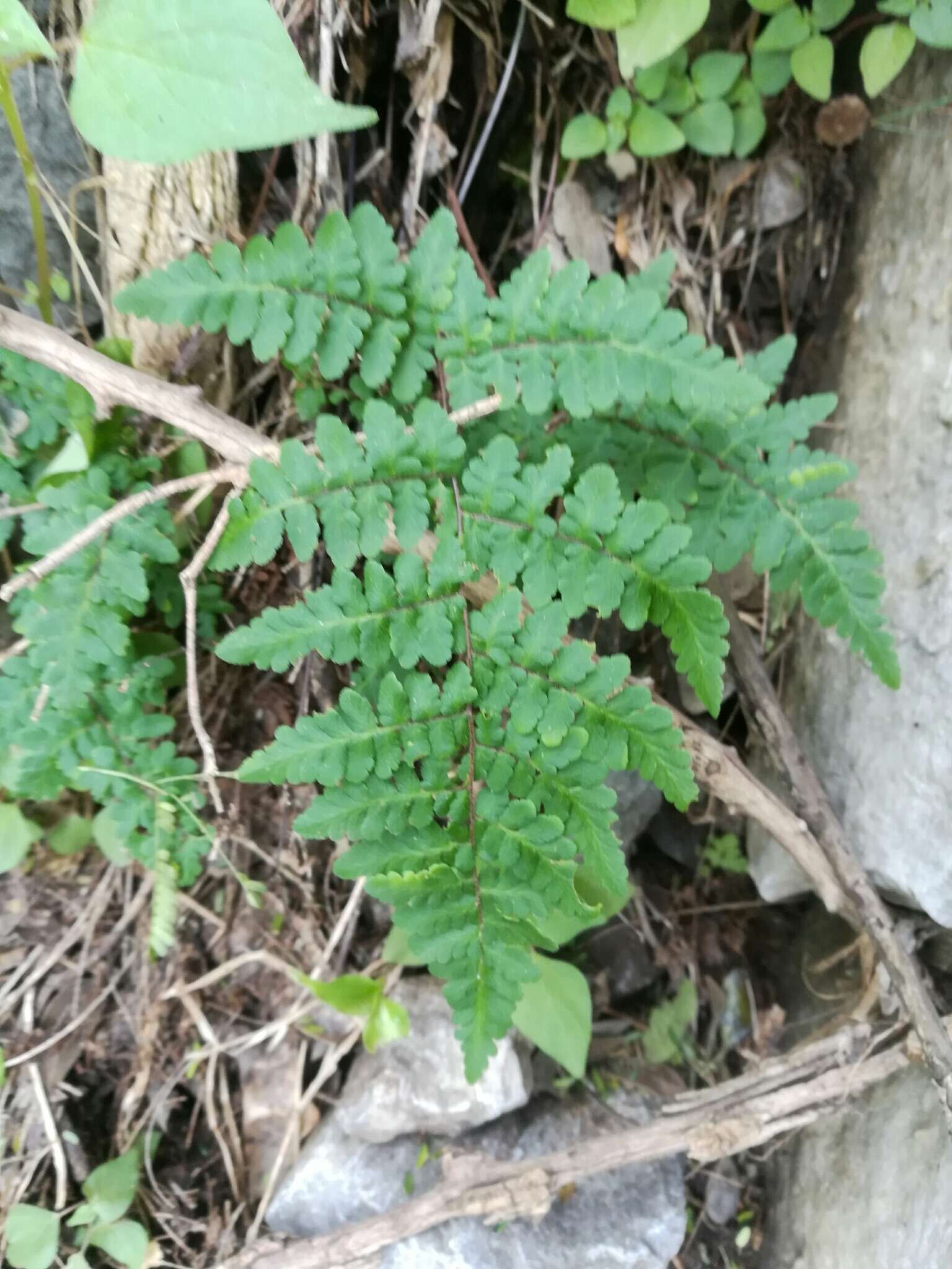 Image of rival lipfern