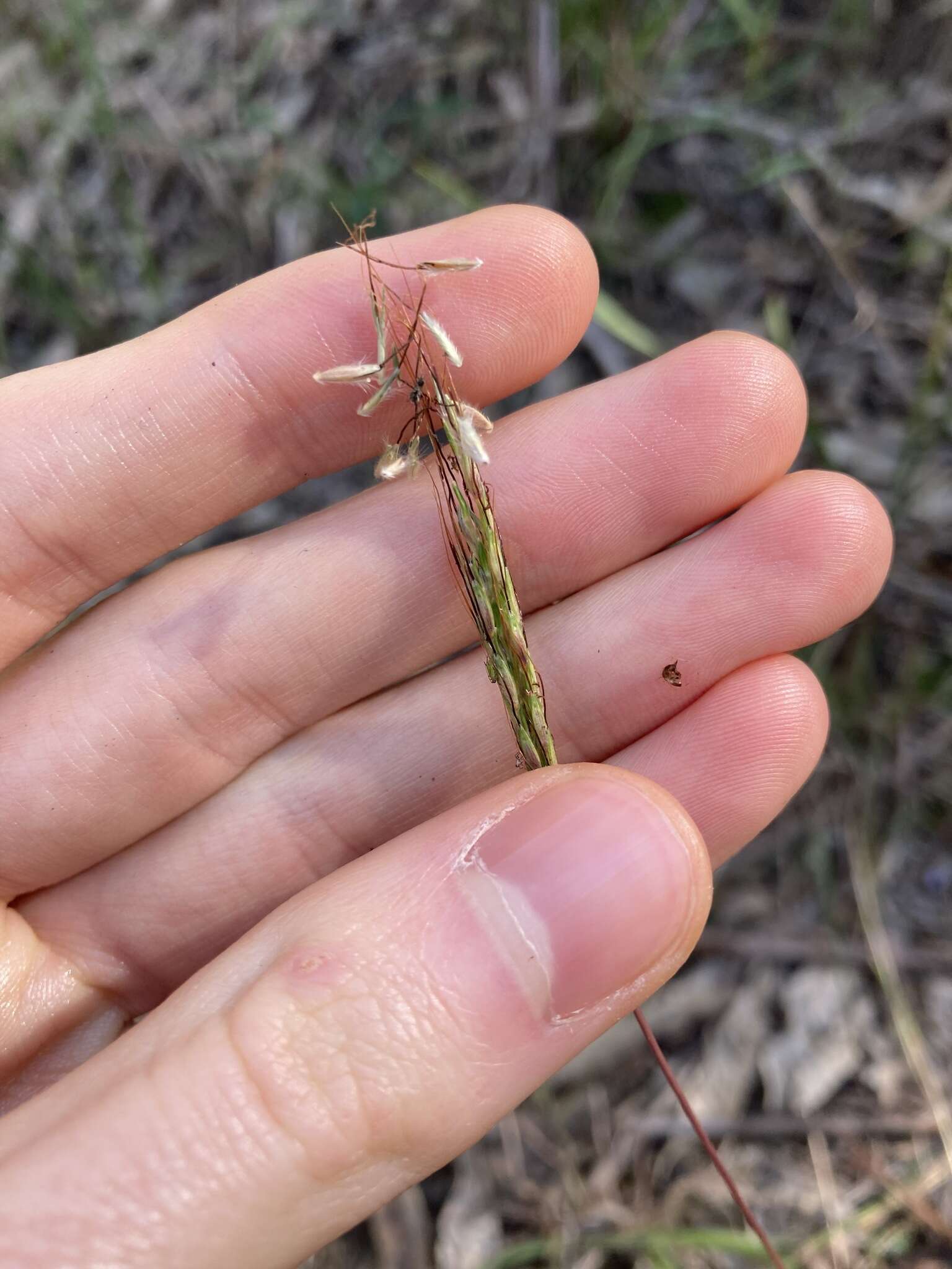 Image of Bothriochloa macra (Steud.) S. T. Blake