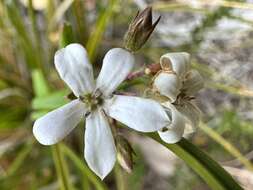 Image de Marianthus laxiflorus Benth.