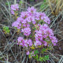 Thymus talijevii Klokov & Des.-Shost. resmi