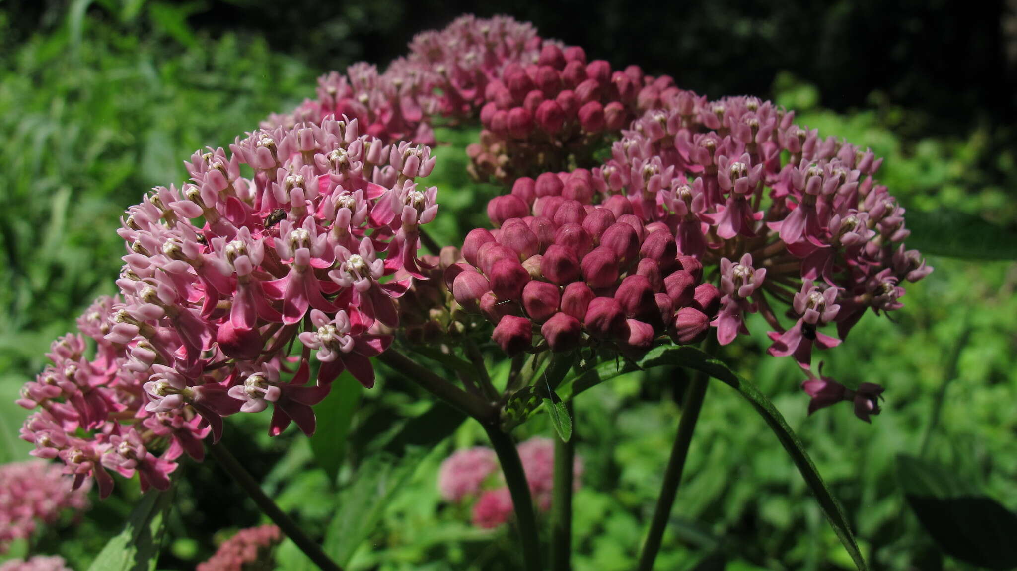 Imagem de Asclepias incarnata subsp. incarnata