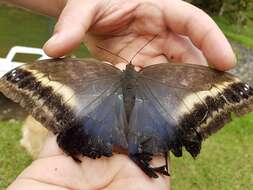 Image of Caligo oileus scamander Boisduval 1870