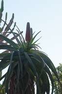 Image of Aloe speciosa Baker