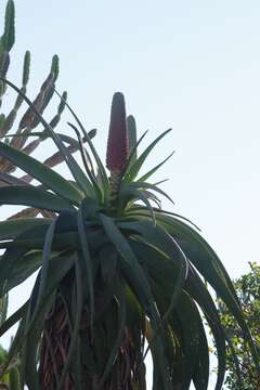 Image of Aloe speciosa Baker