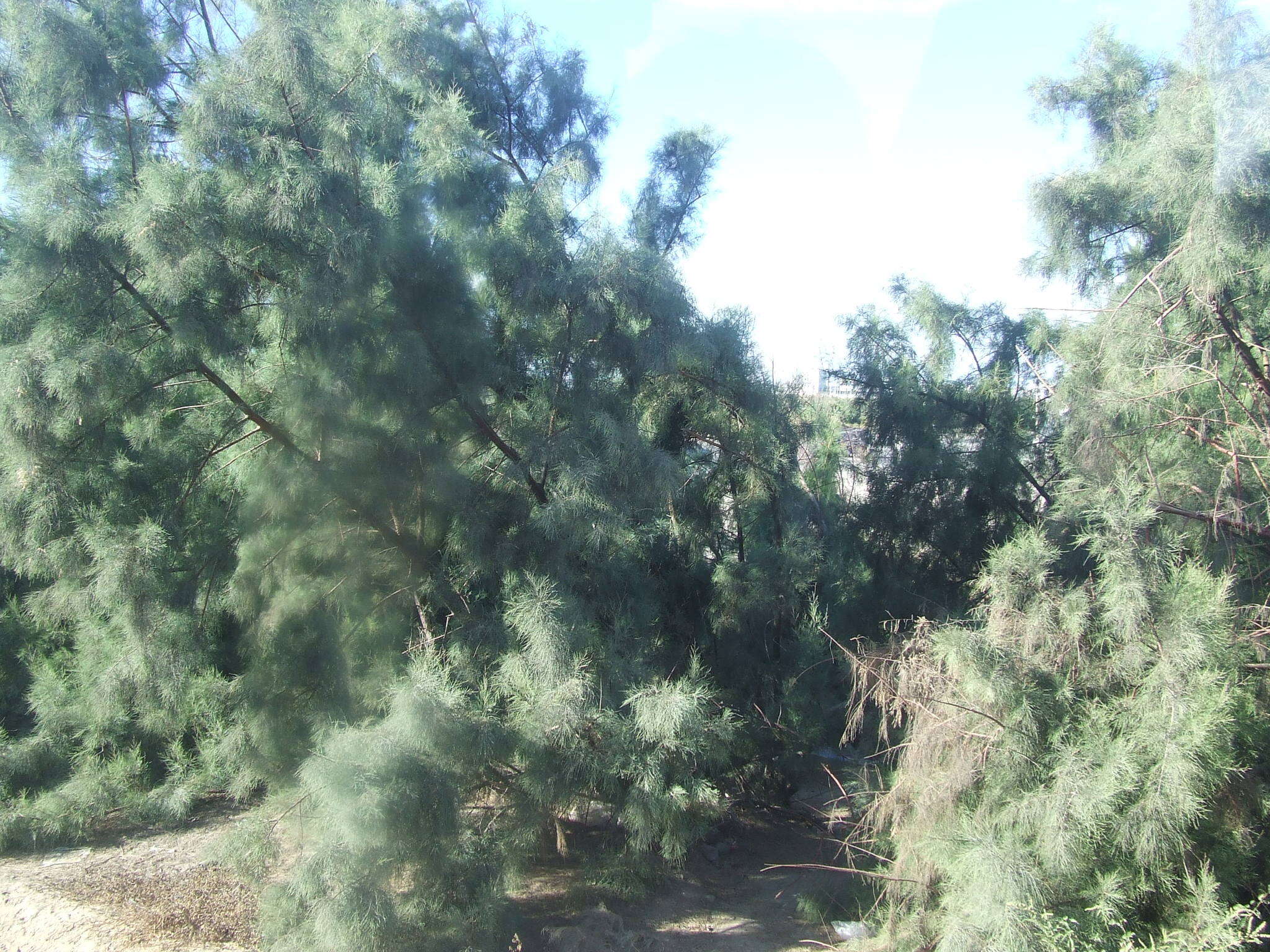 Image of Athel tamarisk